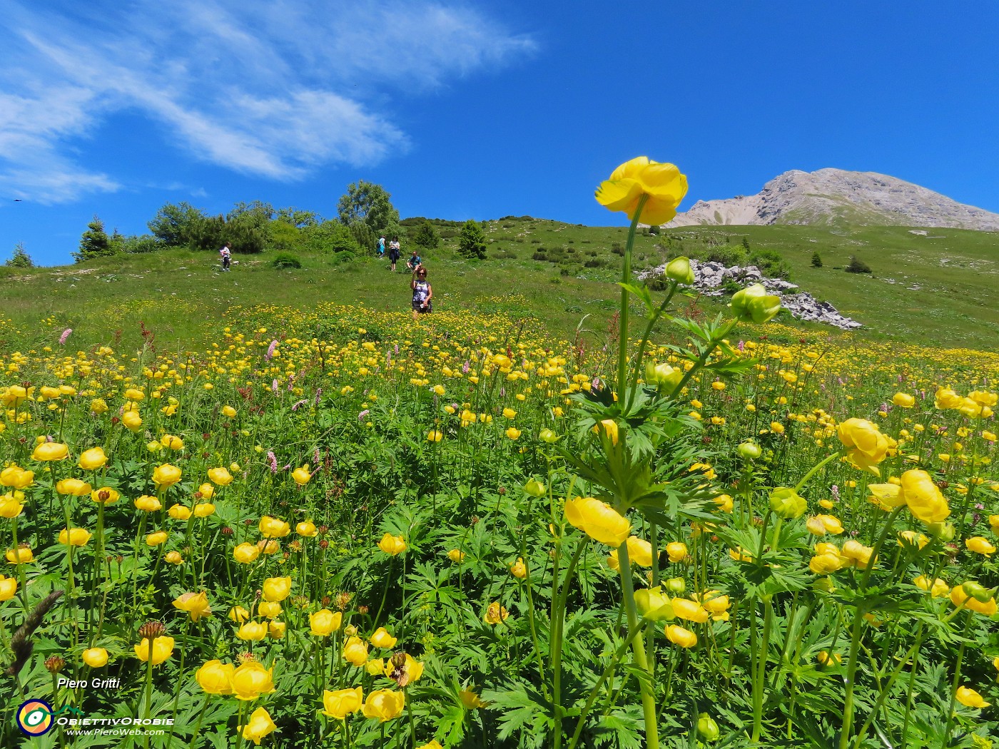 60 Trollius europaeus (Botton d'oro) con Arera.JPG